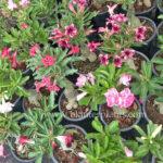 100 Seeds " Adenium Mixed Seeds "