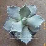 Agave Blue Leaf