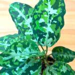 Aglaonema Pictum Tricolor