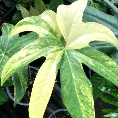 Variegated Anthurium Collection from BK Interplants Thailand