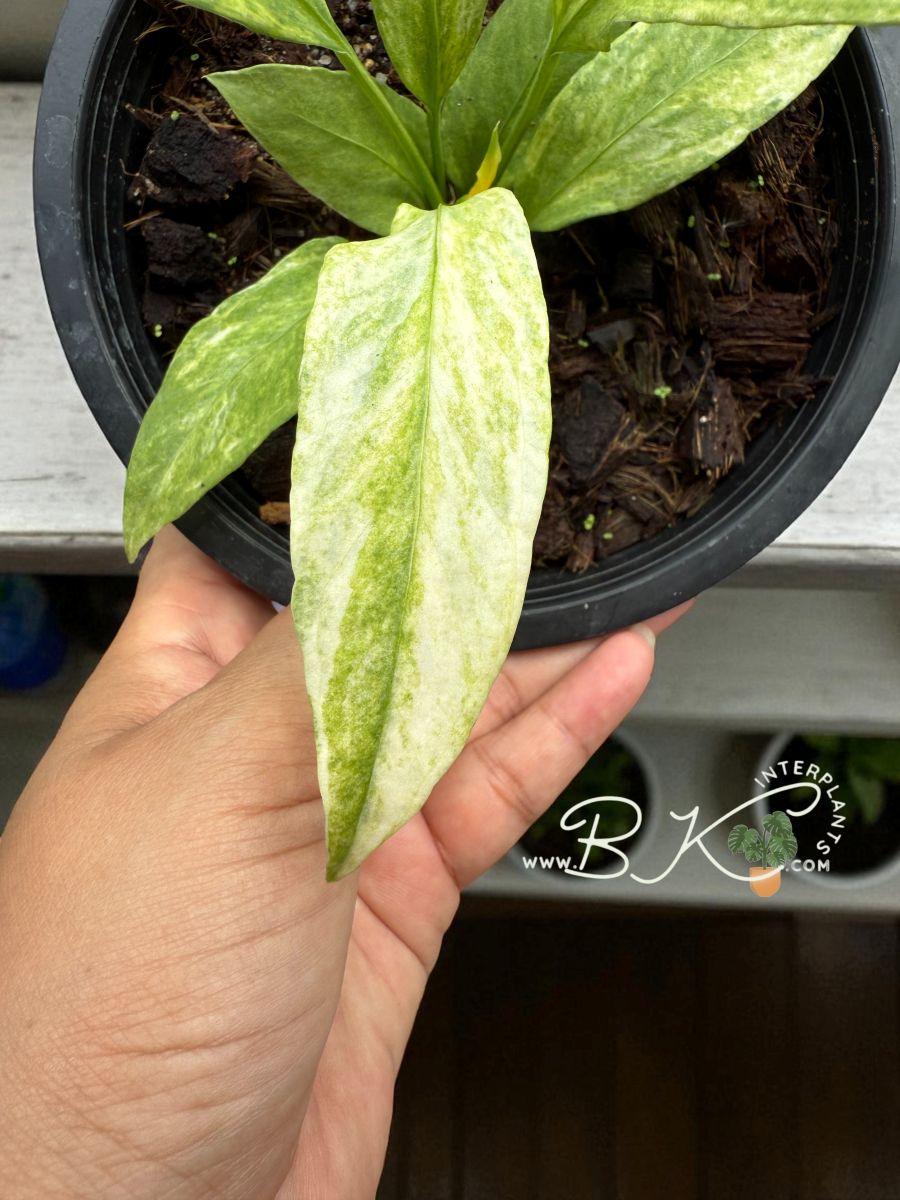 anthurium-vittarifolium-variegated-plants001.jpg Anthurium Vittarifolium Variegated(Necktie Variegated) Size S - Image 1