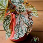 Begonia Snow Capped variegated
