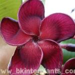 Plumeria Black Ruby