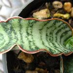 Sansevieria Tiger Blue