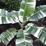 Musa  ‘ AE AE ’ Variegated