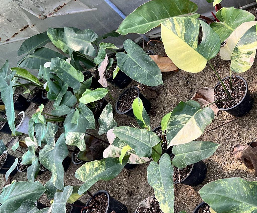 Acclimation process for imported plants under controlled environment – BK Interplants
