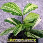 100 Seeds " Caryota Mitis Variegated "