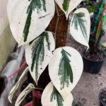 Piper nigrum L. Variegated