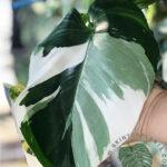 5 Plants Philodendron White Wizard Variegated