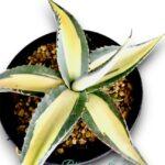 Agave Salmiana variegated