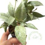Hoya Lacunosa Silver Leaves