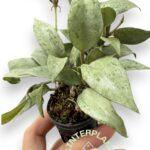 5 Plants Hoya Lacunosa Silver Leaves