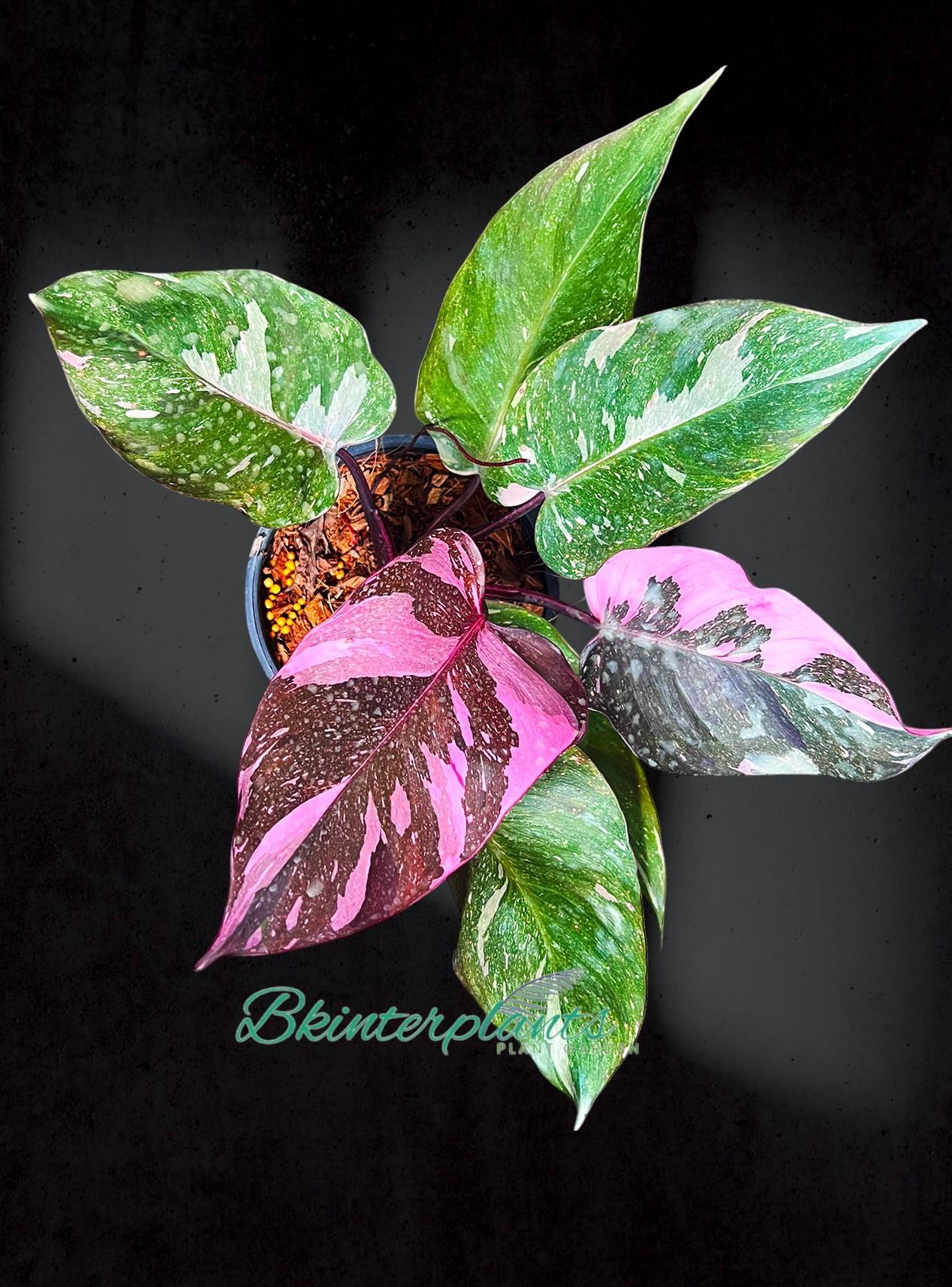 ccimg_1459-photoroom.jpg Philodendron Pink Princess Marble King - Image 1