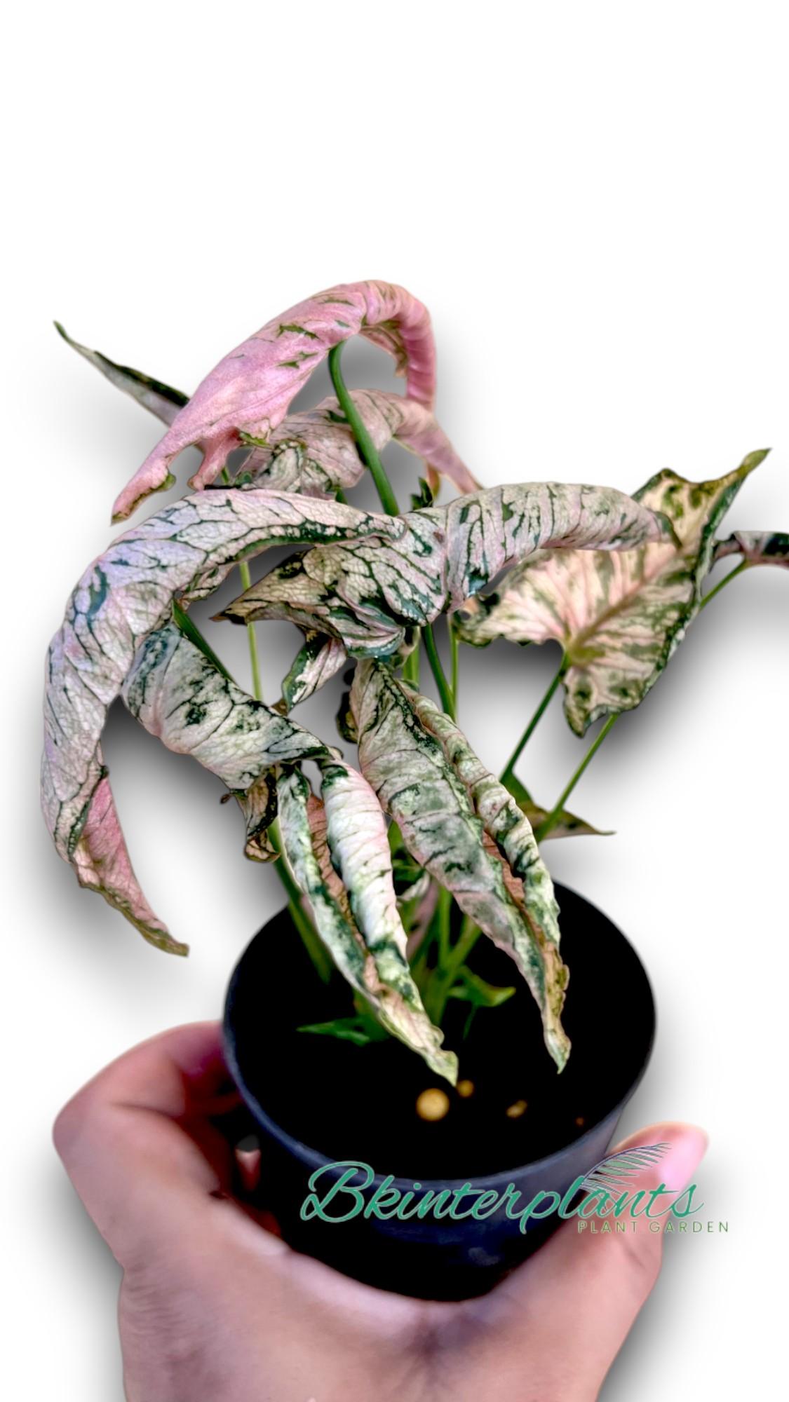 ccimg_1525-photoroom.jpg Syngonium Pink Rolli - Image 1