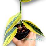5 Plants Scindapsus Coriaceus Aurea Variegated