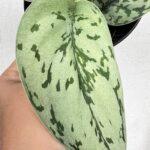 Scindapsus Silver Blue Lady