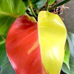 5 Plants Philodendron Red Moon Variegated