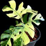 5 Plants Rhaphidophora Tetrasperma Variegated (Mini Ginny Monstera)