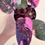 Philodendron Pink Princess Galaxy Variegated Size S