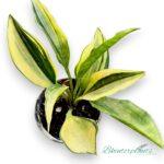5 Plants Sansevieria Concinna Spoon Variegated Leaf
