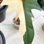 5 Plants Philodendron Goldend Dragon Variegated 1 Leaf