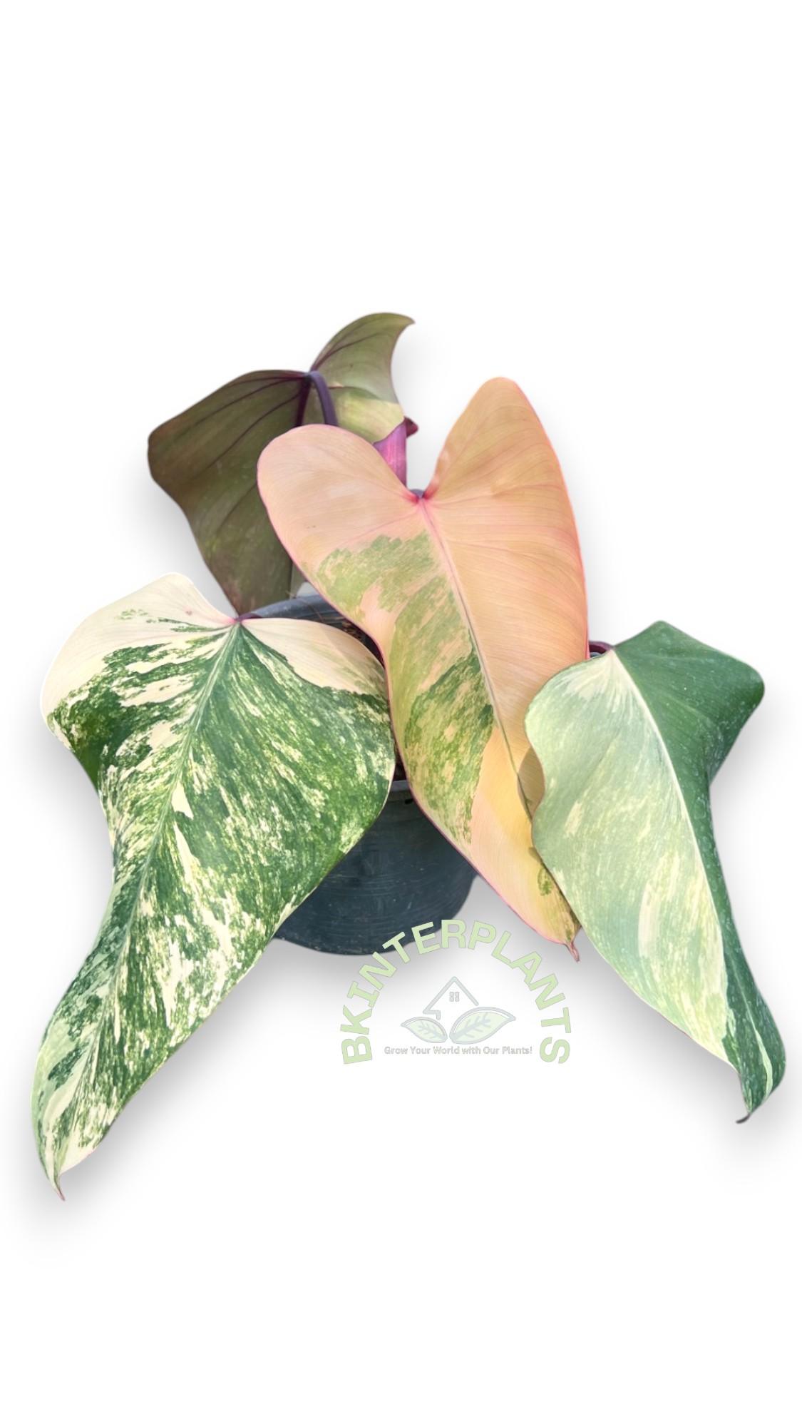 ccimg_7340-photoroom.jpg 5 Plants Philodendron Strawberry Shake Variegated - Image 1