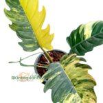 Philodendron Caramel Marble Variegated