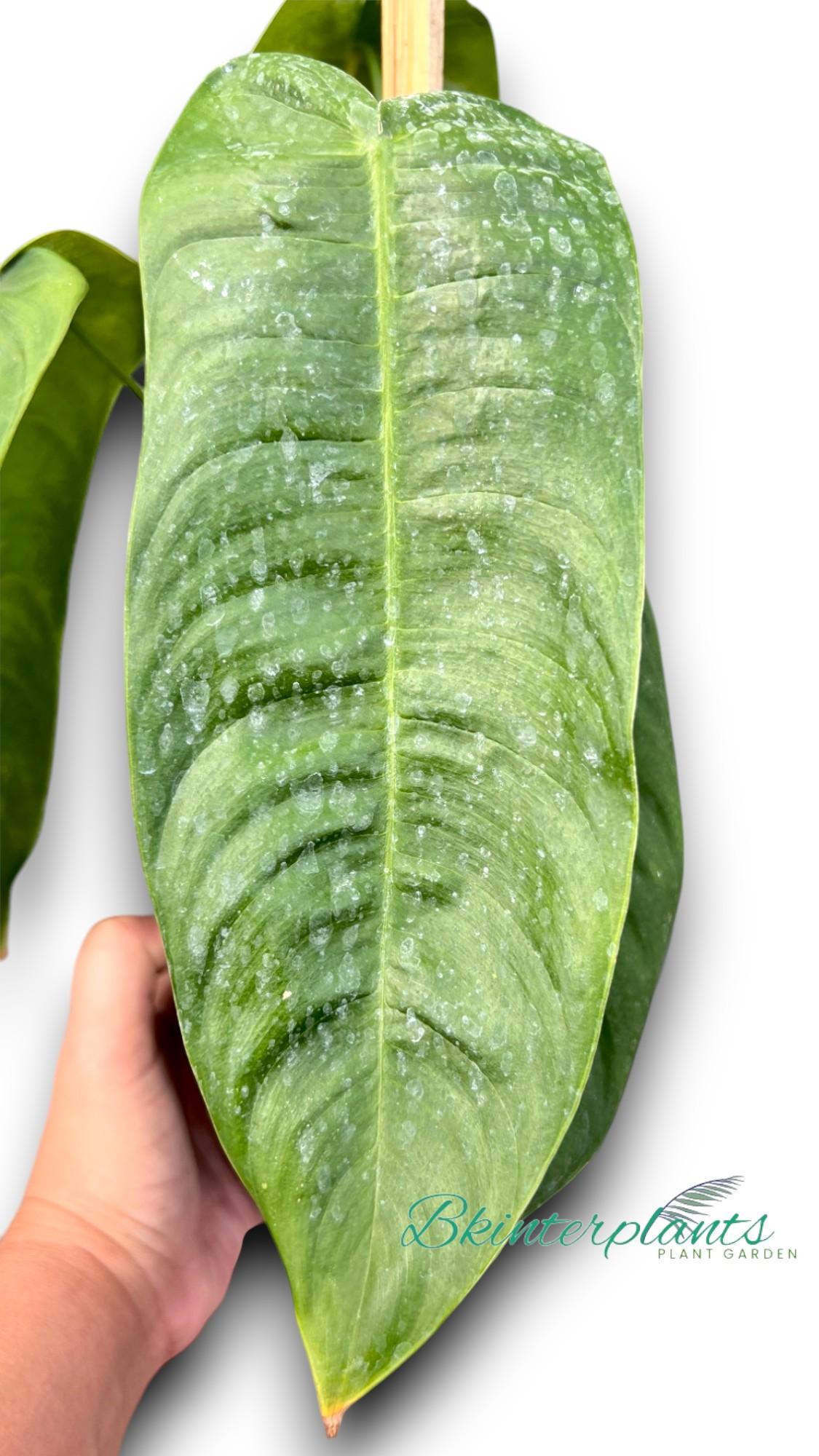 ccimg_7660-photoroom.jpg Philodendron Sharoniae - Image 1