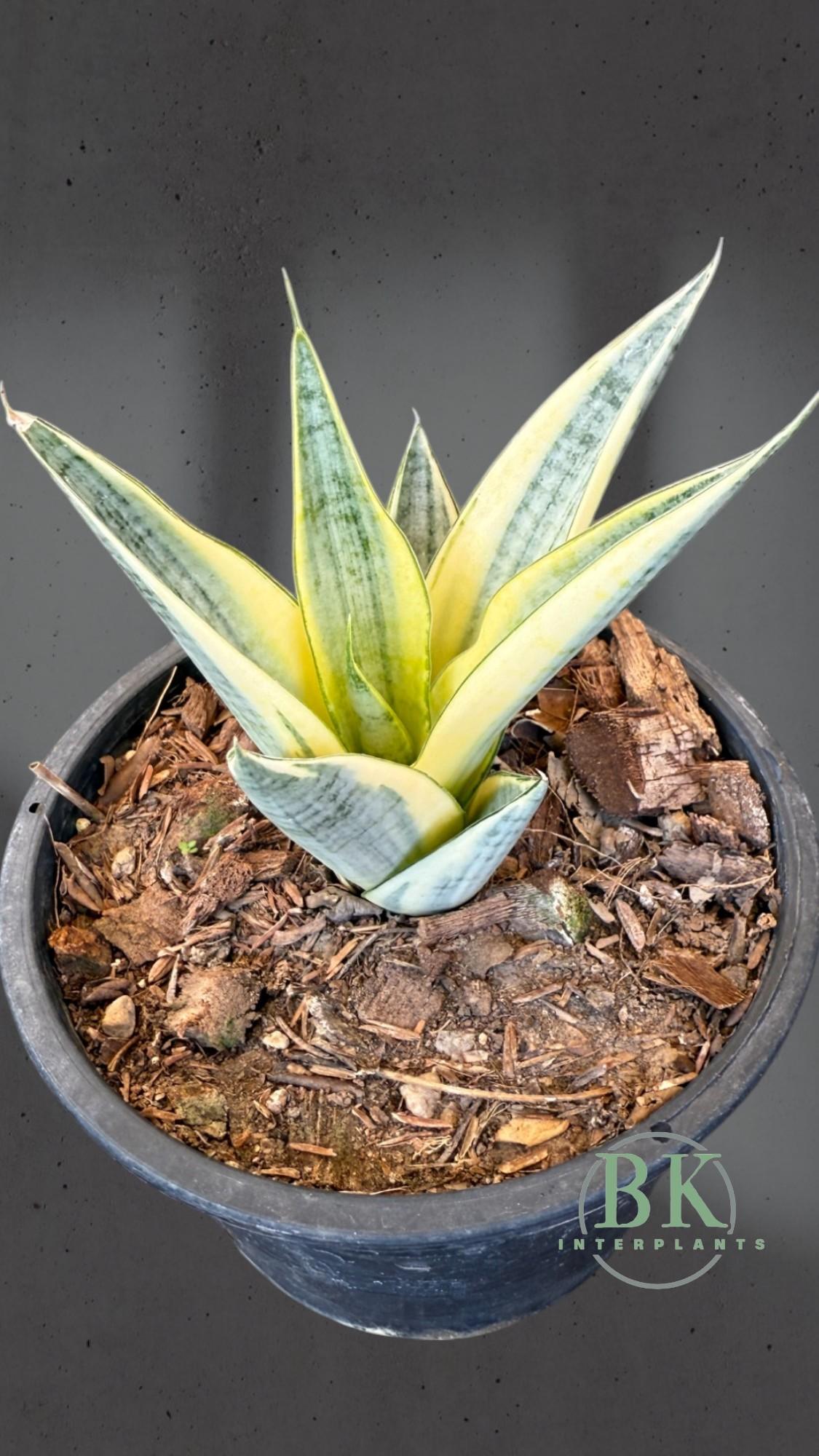 ccimg_7726-photoroom.jpg Sansevevieria Gabriella Variegated - Image 1
