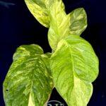 5 Plants Monstera Obliqua Mayuna Variegated