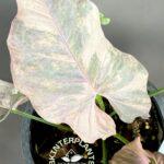 Syngonium Double Pink variegated Pink Cloud