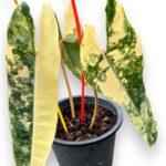 Philodendron Billietiae Variegated 3 Leaf