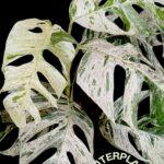 Epipremnum Sp. Bali Hamonam Variegated