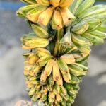 Musa Sapientum. Saba(Kluai Hin) Banana Variegated