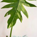 Philodendron Radiatum Variegated 1 Leaf