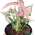 5 Plants Syngonium Pink Rolli
