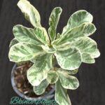 Marble Leaf Adenium(Deset Rose) Variegated