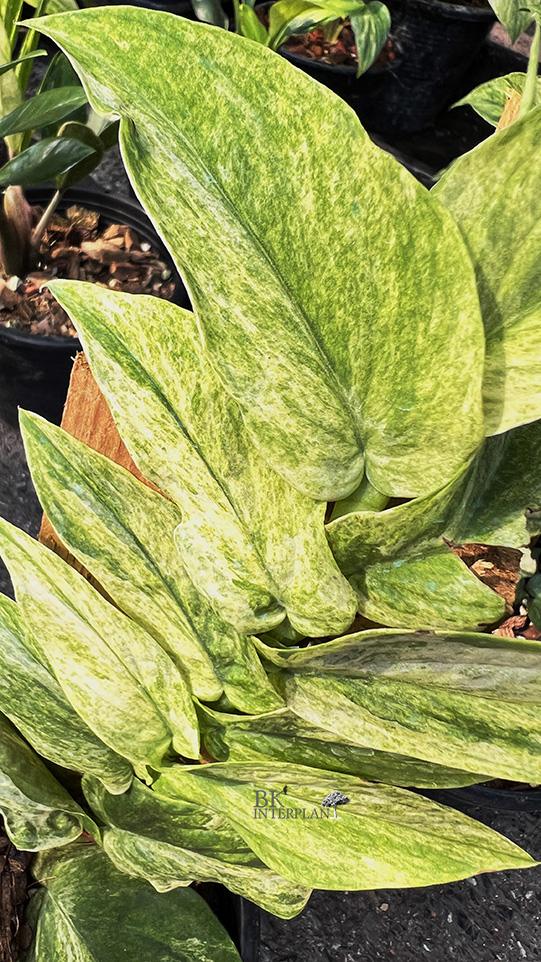 cimg_1107.jpg Rhaphidophora Korthalsii Variegated - Image 1