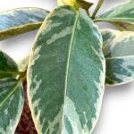 Mangosteen Variegated