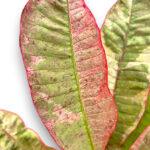 5 Plants Plumeria Siam Red Ruby Variegated