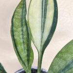 Sansevieria Concinna Spoon Variegated Leaf