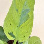 Philodendron Melinonii Ruaysap Marble Variegated