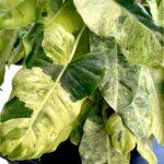 10 Plants Philodendron Burle Marx Mint Variegated