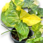 Syngonium Golden Allusion Variegated