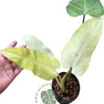 10 Plants Philodendron Whipple Way Mottled