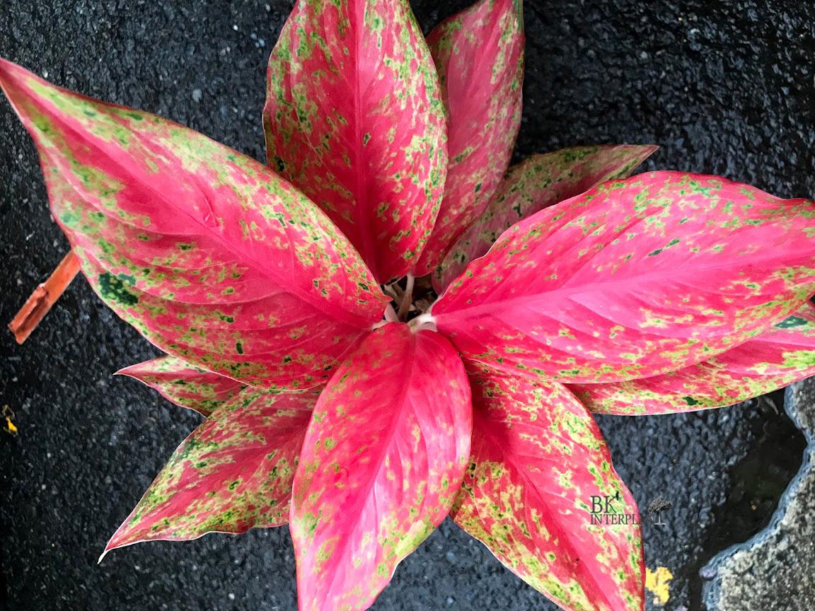 cimg_4718.jpg Aglaonema Galaxy - Image 1