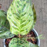 10 Plants Aglaonema Red Army