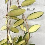 Hoya Acuta Inner Variegated Size L