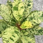 5 Plants Plumeria Unyamanee Variegated
