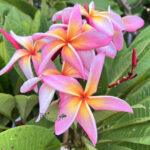 Plumeria Rainbow Star Bird